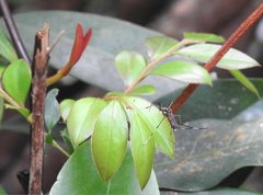 Toxorhynchites splendens
