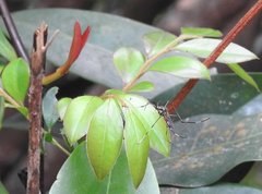 Toxorhynchites splendens