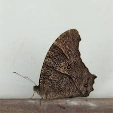 Common Evening Brown