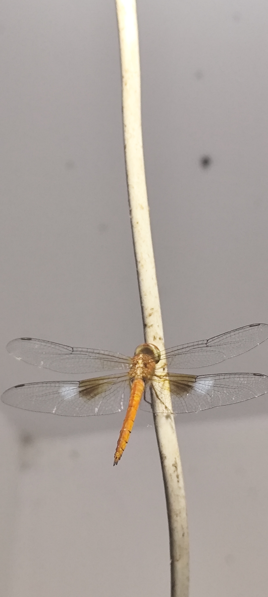 Coral-Tailed Cloudwing