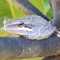 Pelodryadidae