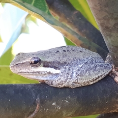 Pelodryadidae