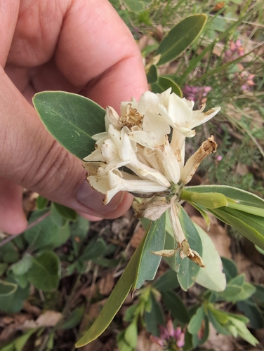 Balkan daphne (Daphne blagayana)