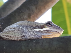 Pelodryadidae