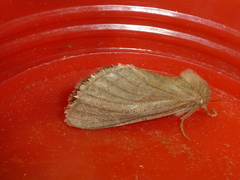 Pharmacis aemilianus