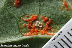 Coleosporium sonchi