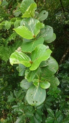 Neonauclea reticulata