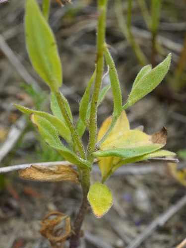 Image of Neslia paniculata by (c) Patrick Hacker, some rights reserved (CC BY)