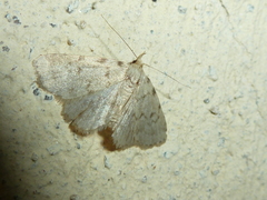 Orectis massiliensis