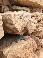 Podarcis pityusensis formenterae