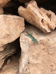 Podarcis pityusensis formenterae