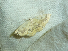 Cyclophora annularia