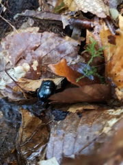 Anoplotrupes stercorosus