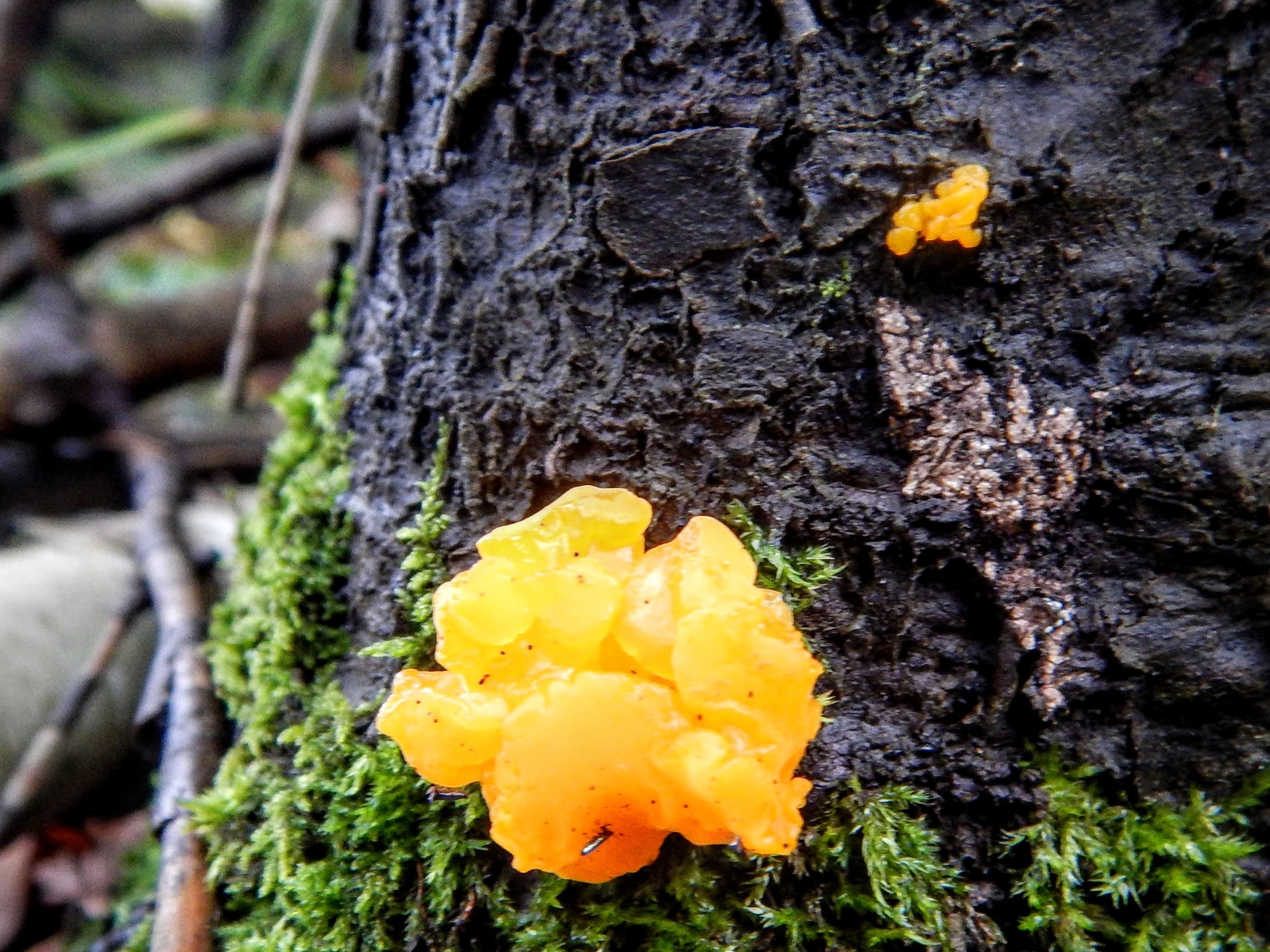 Dacrymyces image