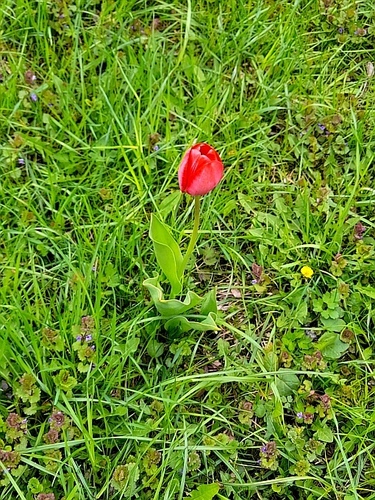 Tulipa gesneriana