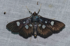 Rhagoba octomaculalis