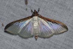 Cydalima laticostalis