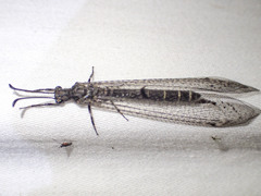 Bandidus