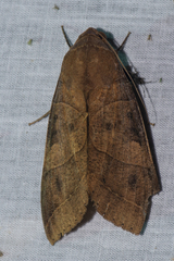 Thyas coronata