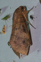 Thyas coronata
