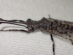 Bandidus
