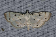 Pycnarmon lactiferalis