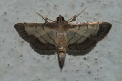Cnaphalocrocis trebiusalis