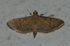 Herpetogramma rudis