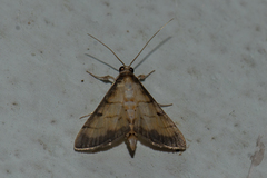 Cnaphalocrocis