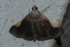 Peribona venosa