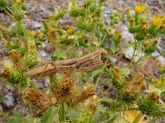 Bolivaria brachyptera