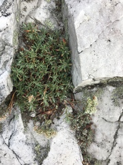 Paronychia argyrocoma