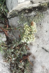 Paronychia argyrocoma