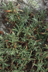 Paronychia argyrocoma