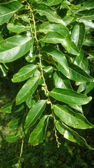 Glochidion lanceolatum