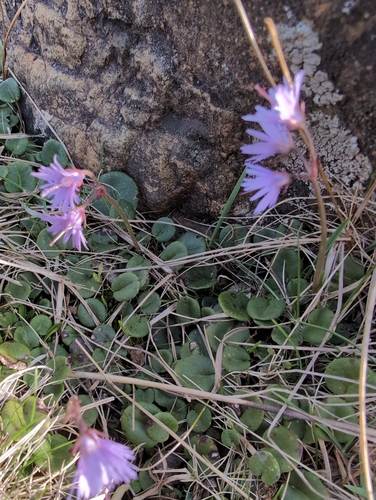 Soldanella pindicola, photograph 1