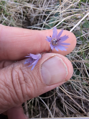 Soldanella pindicola, photograph 2