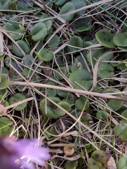 author not stated, no rights reserved Soldanella pindicola, photograph author not stated, no rights reserved