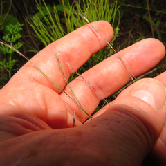 Aristida longespica
