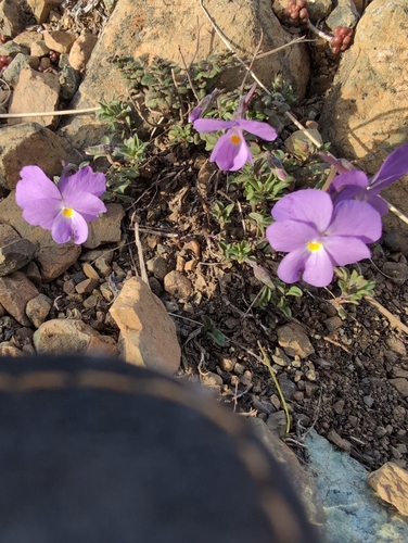 Image of Viola calcarata by no rights reserved