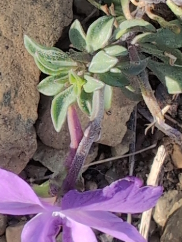 Image of Viola calcarata by no rights reserved