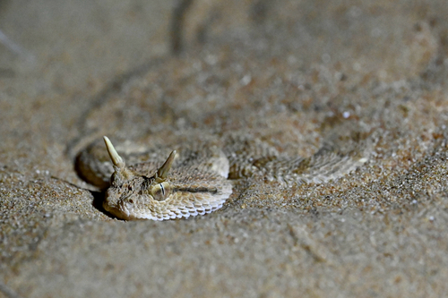 Arabian Horned Viper