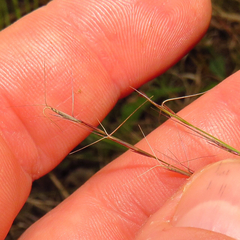 Aristida longespica