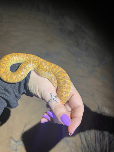 Arabian Sand Boa