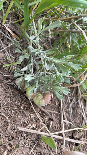 Unknown species found near North Fork Gibson Jack-John Trail, Pocatello, ID, US