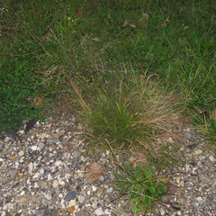 Agrostis scabra