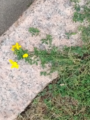Lotus corniculatus