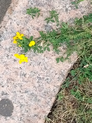 Lotus corniculatus