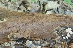 Fuscoporia ferruginosa