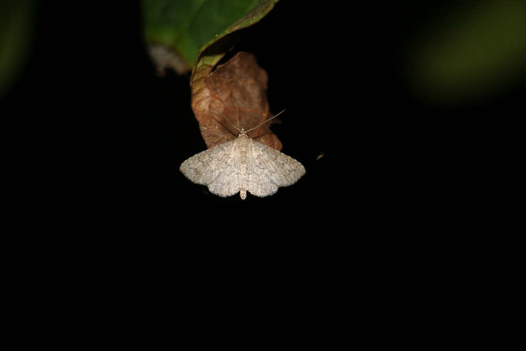 Polypogon tripunctum